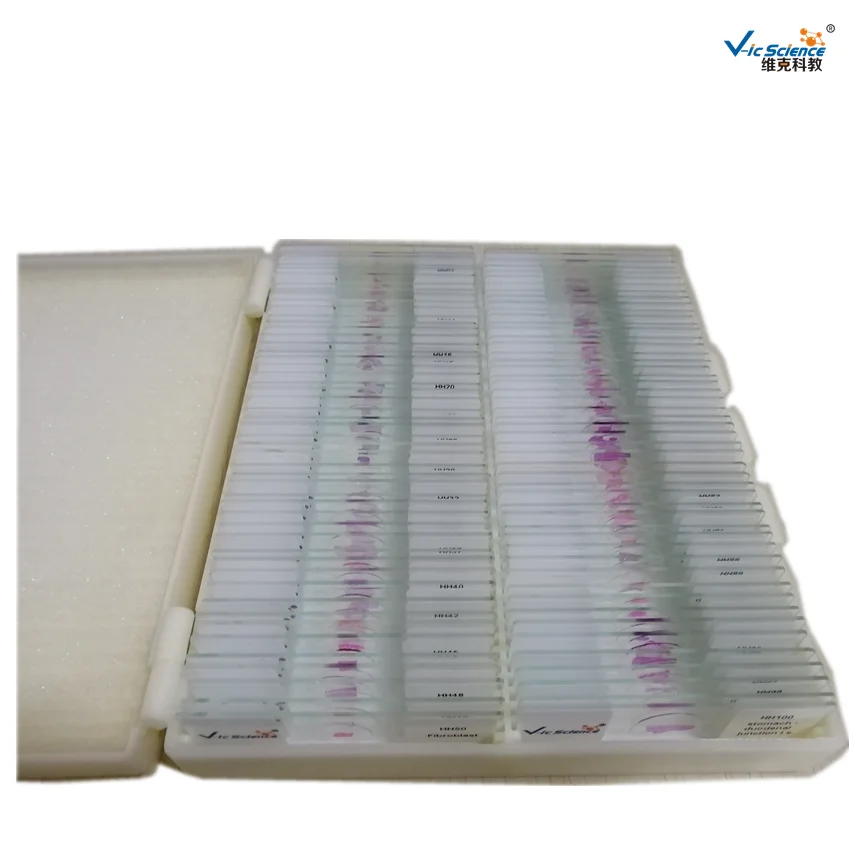 Biological Microscope Prepared Slides 100pcs human tissue slides set