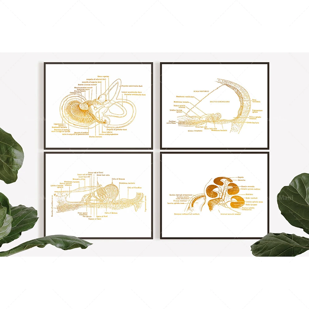 Ear Anatomy Art Foil Print - Audiologist Office Decor - Anatomy Ear - Gifts For Medical Students - ENT Doctor - ENT Doctor Poste