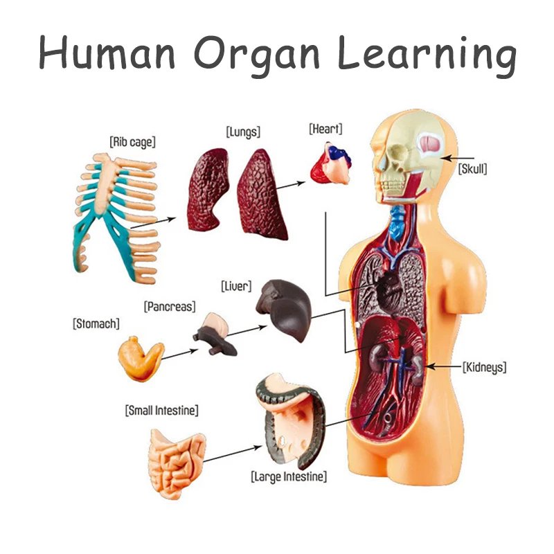 ألعاب تعليمية للعلوم المعرفية للأطفال ، هيكل عظمي تجميعي ، نموذج تشريحي ، بناء ، التعليم المبكر