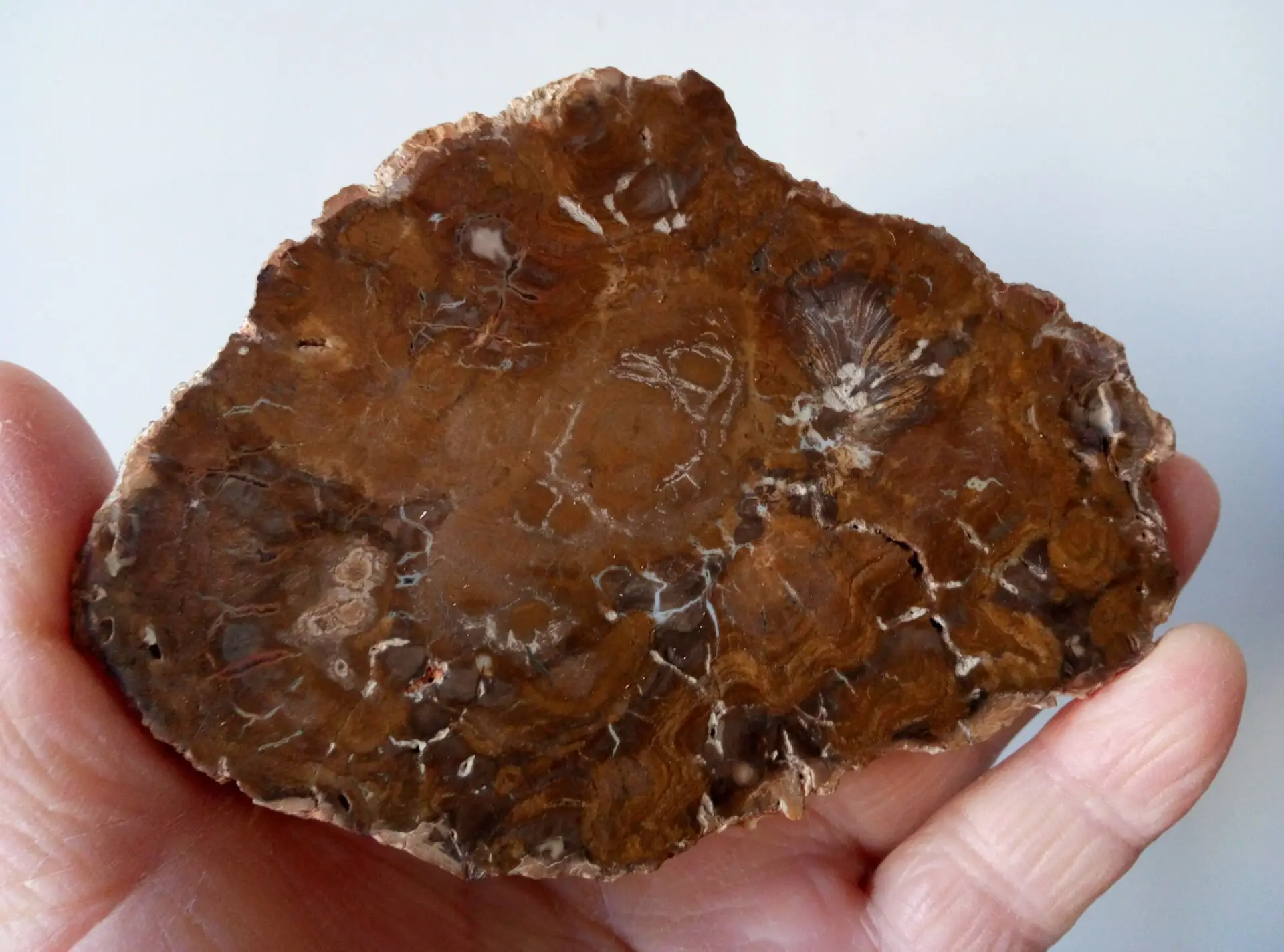 203.7g Natural Polished Microsection Petrified Wood Quartz Crystal Gift Healing 1PC