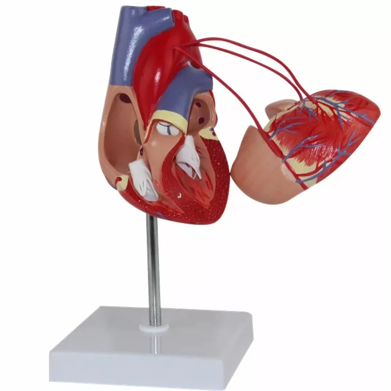 

Cardiac Bypass Surgery Heart Anatomy Cardiovascular Human Heart Cardiology Medical Model Specimen