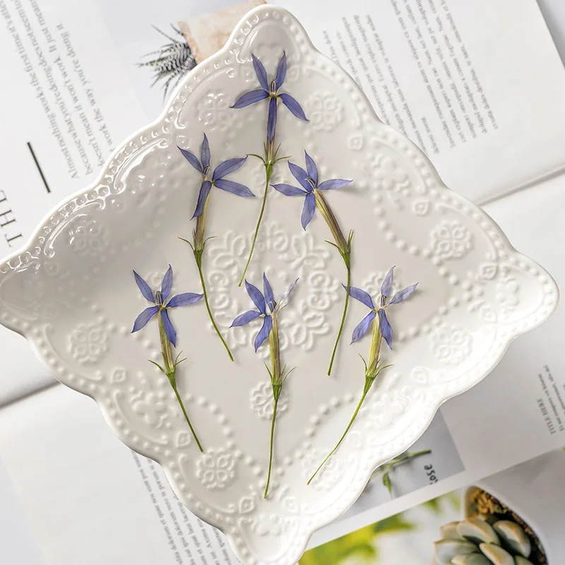 Imagem -03 - Pressionado Secado Estrela Flor com Haste Plantas Herbário para Epóxi Jóias Bookmark Telefone Case Maquiagem Arte do Prego Artesanato Diy 250 Peças