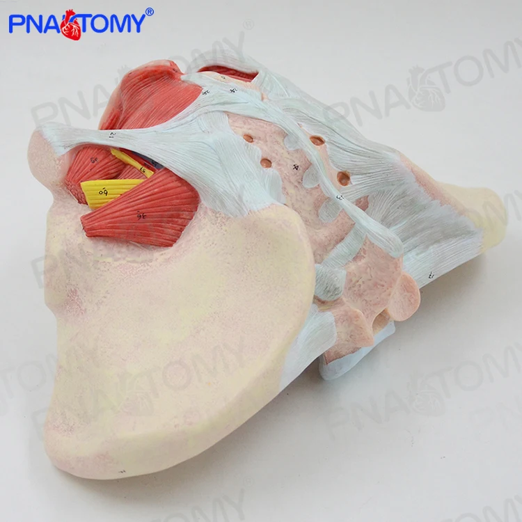 Female Pelvis Model with Pelvic Floor Muscles 1:1 Life Size Human Skeleton Medical Sciences Educational Equipment Anatomical