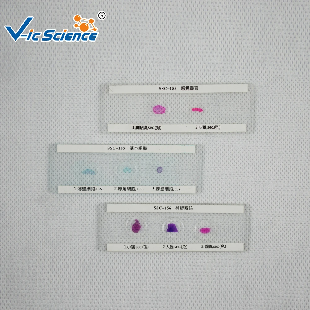 12 stücke Zwiebel Staubbeutel Meiose Rutschen Set