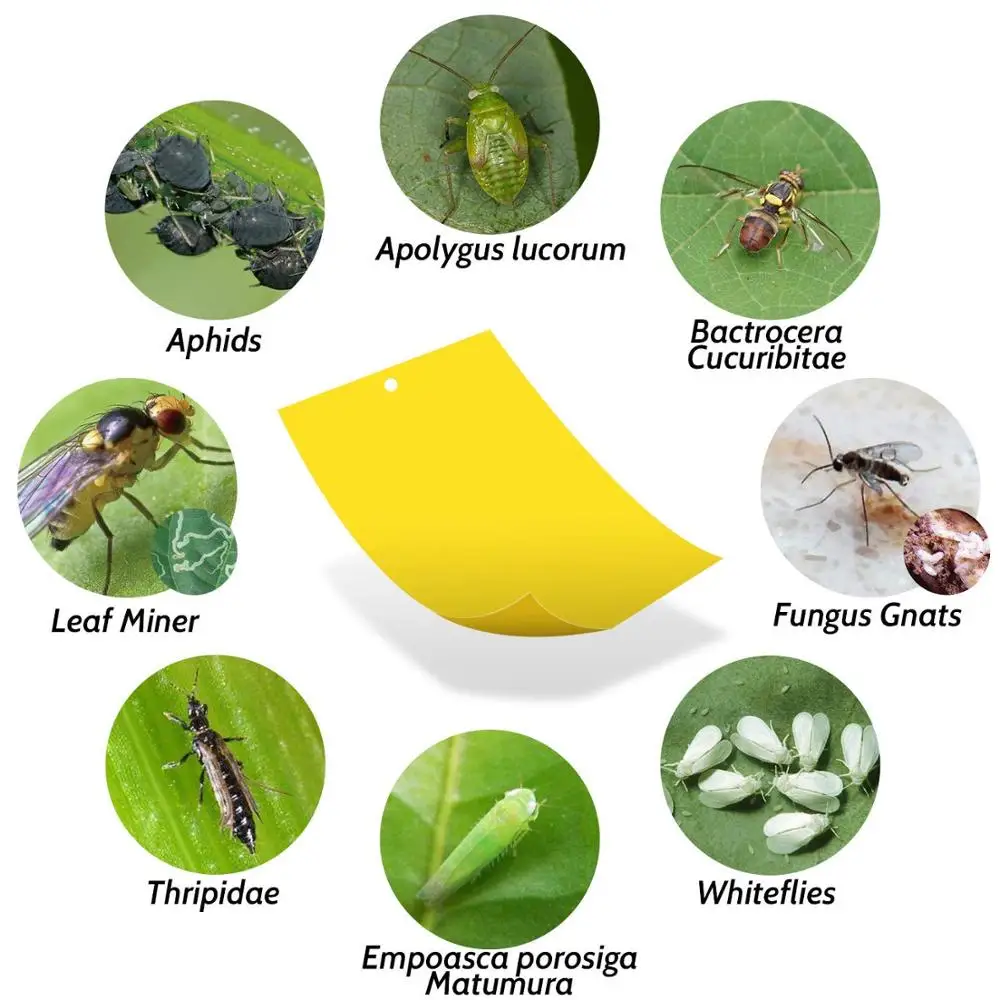 20 PCS Sticky Insect Traps Board Cockroaches Ant Mosquito Glue Pest Fly Trap Flying Insect Traps Catcher Killer Glue Stickers