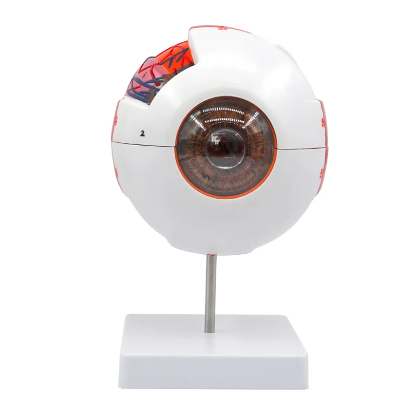 Eyeball Anatomy Model W/ Numeral Sign, 6X Enlarged Human Eye Anatomical Model, Removable 7 Parts, for Study Display Teaching