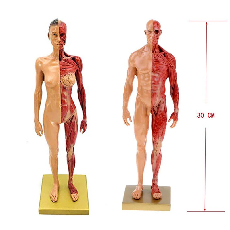 30cm Resin Human Body Muscle Statue Sculpture Anatomy Skeleton Model Medical Artist Drawing Tools Supplies