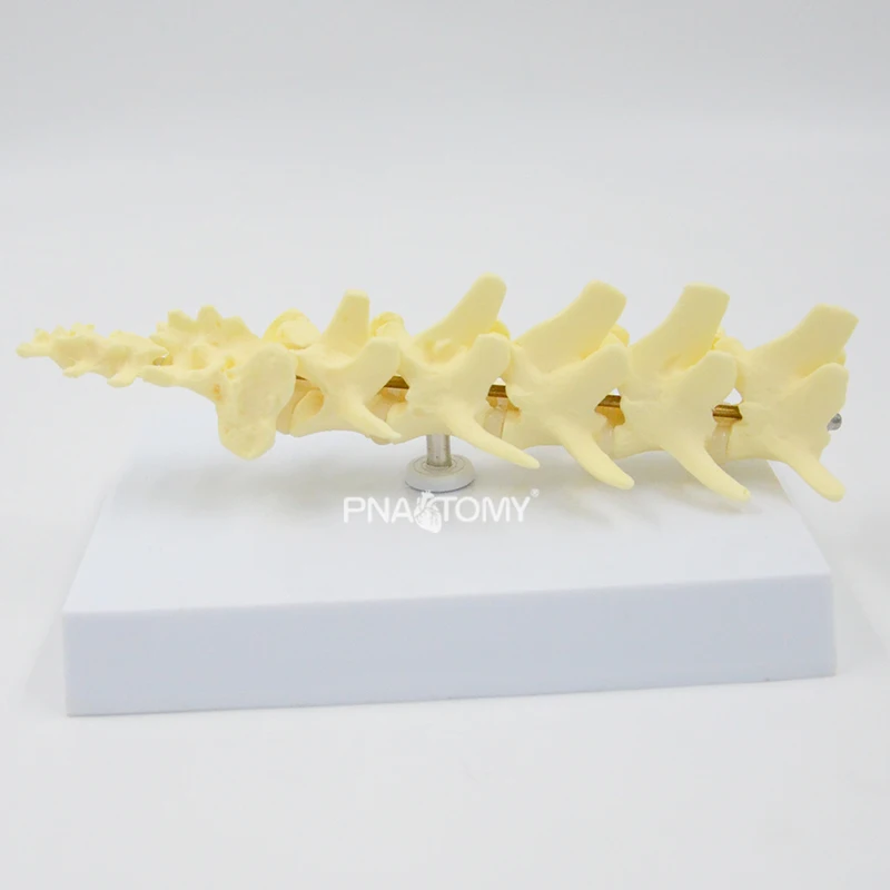 

Canine Vertebral Column Anatomy Model Life Size Dog Spine Anatomical Model Animal Teaching Tool Educational Equipment Medical