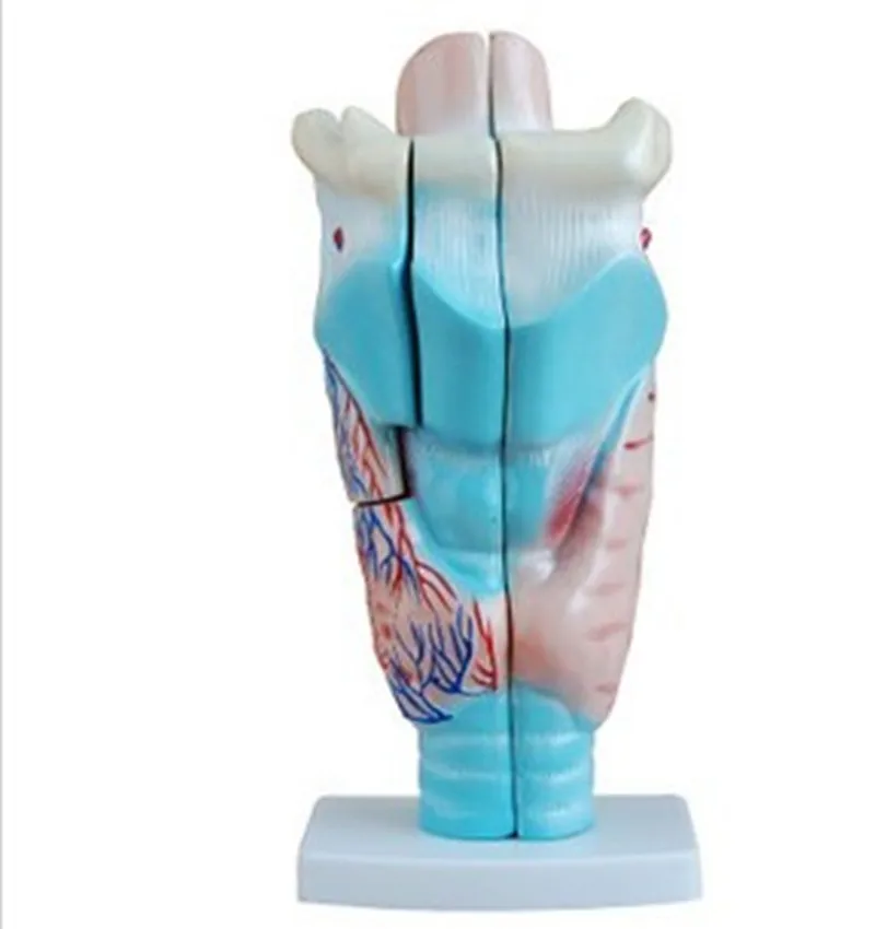 

Laryngeal anatomy model Students understand the shape and structure of the respiratory tract and pronunciation organs