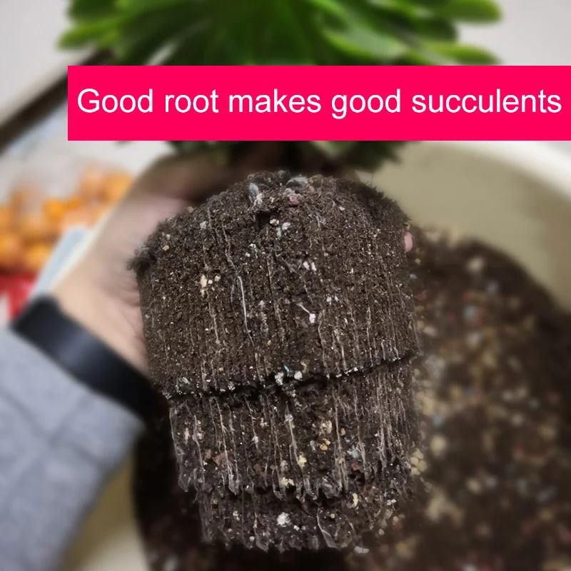 Meshpot neue hoch taillierte Blumentopf Set Verdickung vertiefen Garten topf Kunststoff Sukkulenten Topf Kaktus Haworthia Drainage Pflanzer – Detail 9
