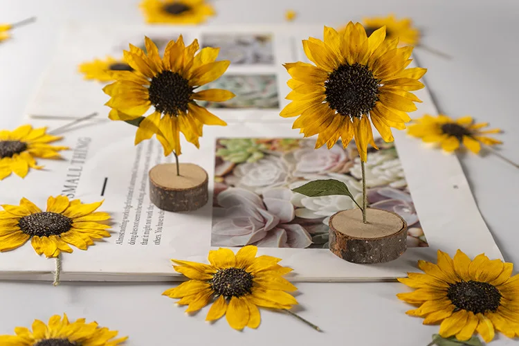 2 Stück/5–6 cm Blütenkopf, Ture Pressed Mini-Sonnenblumenzweig, geprägter Pflanzen-Tropfenkleber, Handyschale, DIY-Lesezeichen, Kartenmaterial – Detail 5