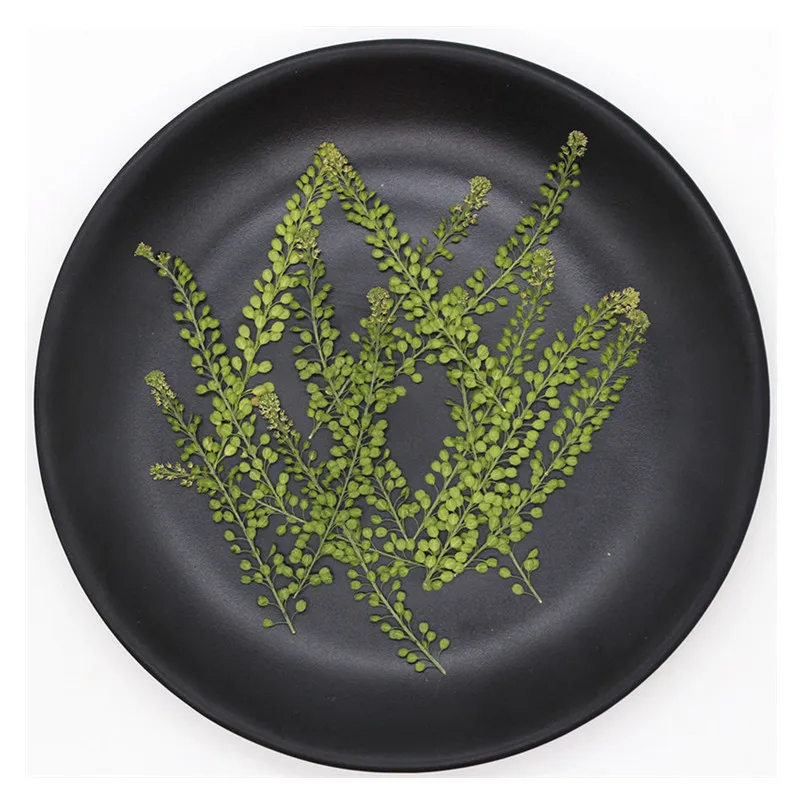 60pcs Pressed Dried Lepidium Apetalum Leaf Plant Herbarium For Jewelry Phone Case Bookmark Scrapbook Invitation Card Making