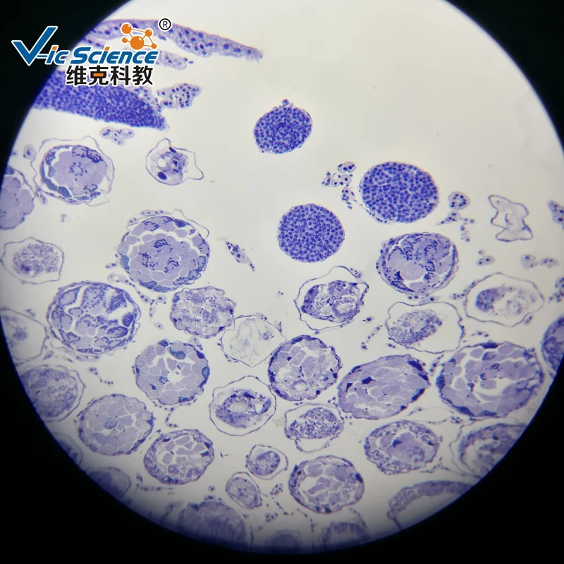 Lames de Microscope préparées pour l'école secondaire, 91 articles