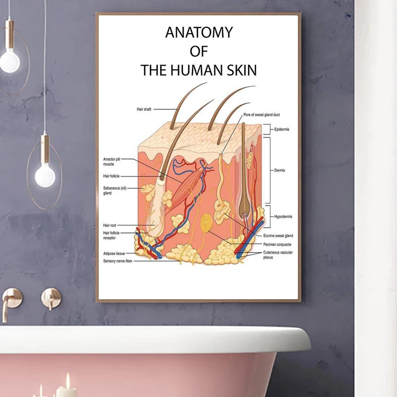 Educational Anatomy The Human Skin College Medical Art Canvas Painting Posters Prints Wall Art Picture Office Clinic Home Decor