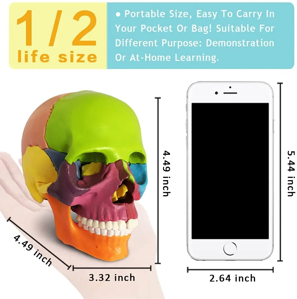 15 Parts Human Anatomical Skull  Palm-Sized Anatomy Head Bone Medical Model Detachable Mini Dental School Clinic Teaching