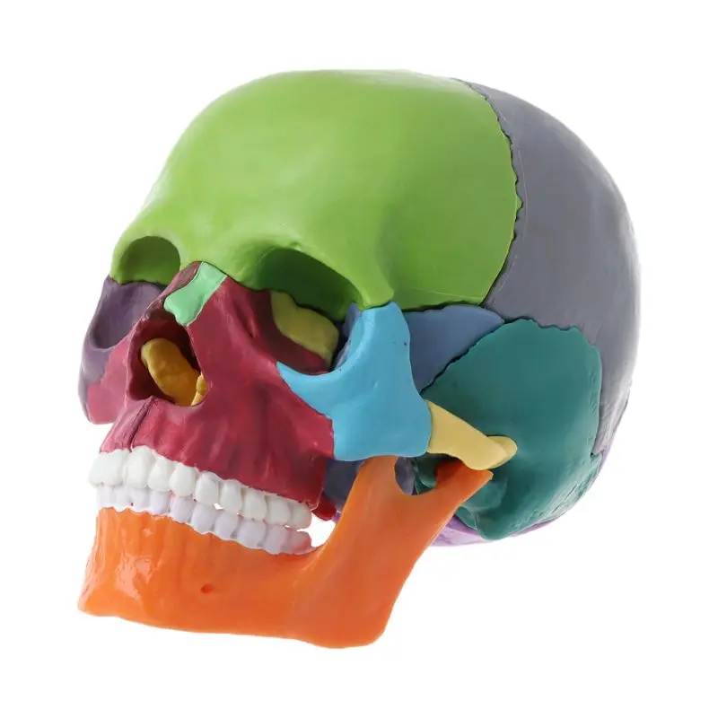 15pcs/set 4D Disassembled Color Skull Anatomical Model Detachable Medical Teaching Tool