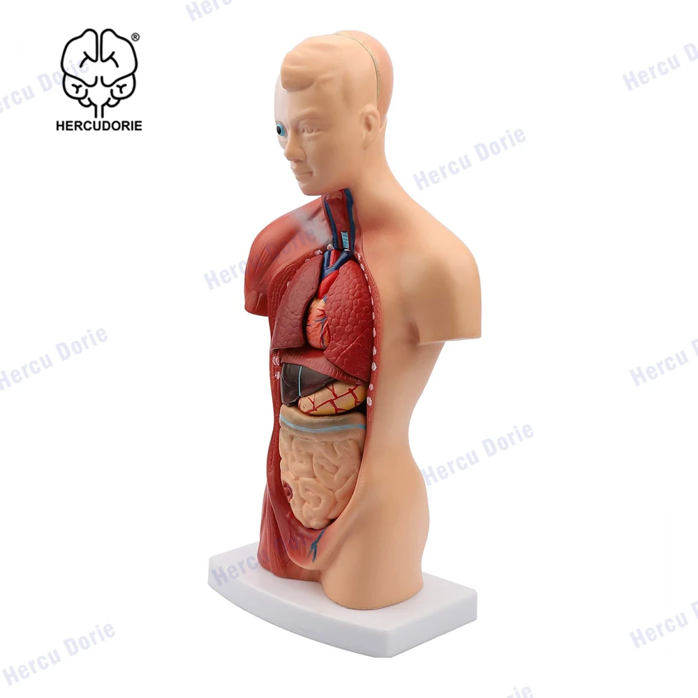 Modelo de cuerpo humano, muñeca de Anatomía de Torso, 15 Partes extraíbles, esqueleto, cerebro Visceral con Manual detallado, 10,5 pulgadas de altura