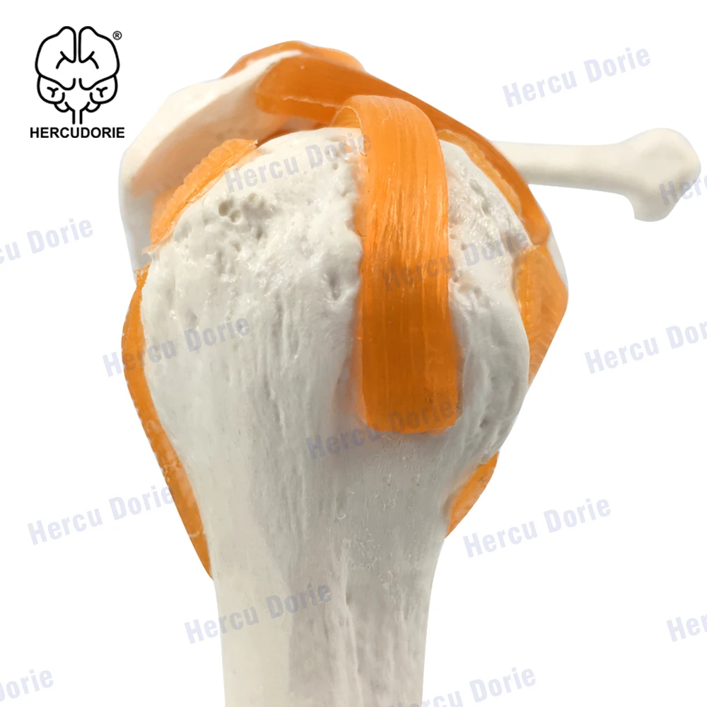 Shoulder Model Anatomical Skeleton Life Size Human Anatomy with Ligaments Joint Bone Functional Medical Model