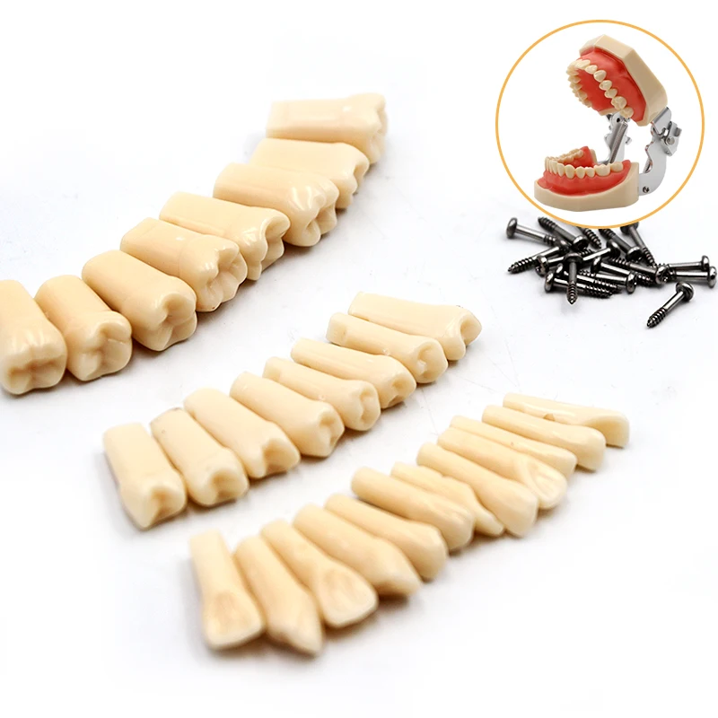 

28 pcs/Bag High Quality Resin Dental Simulation Teeth Tooth Grain Model Dental Model For Dentist Exam Preparation Teaching