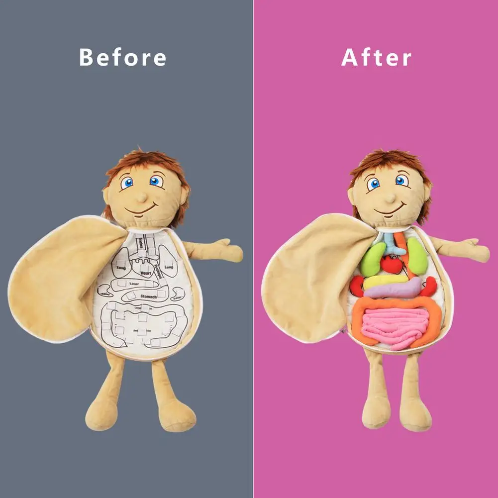 2021 New Model Anatomy Doll Human Torso Body Model Anatomy Anatomical Internal Organs For Teaching Educational Soft Toy Dropship