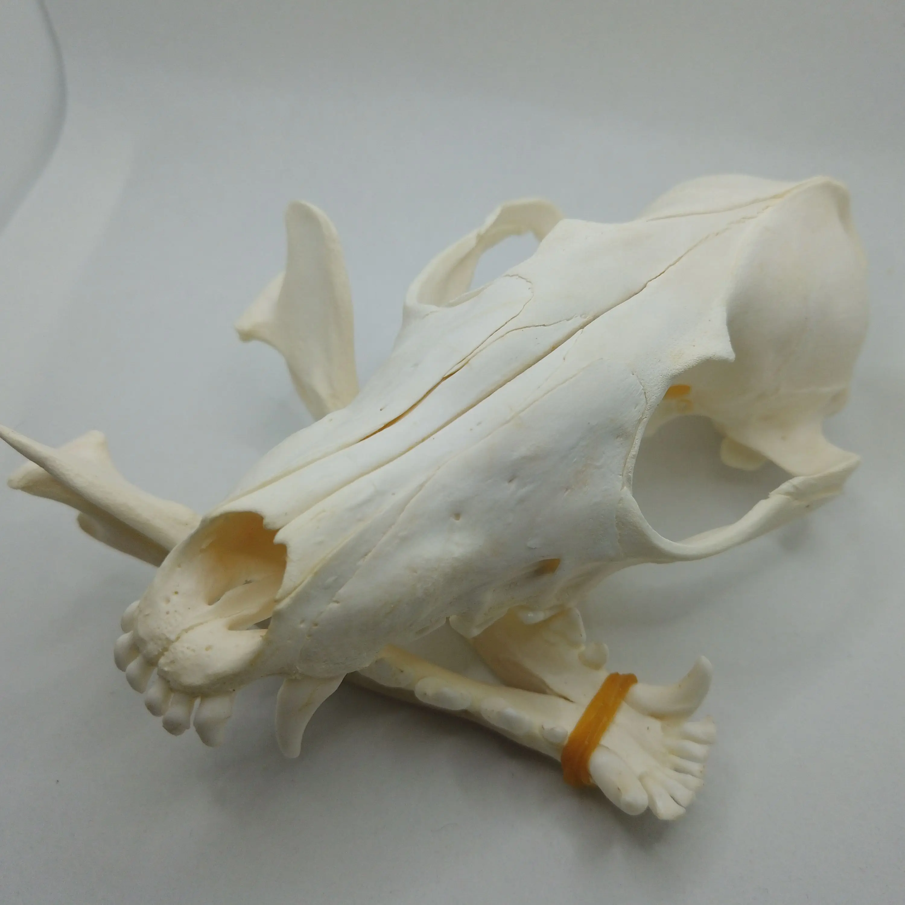 1 Pcs/2 Pcs Real Fox skulls Academic study Surprise gift, Real animal skulls(Snow Fox)