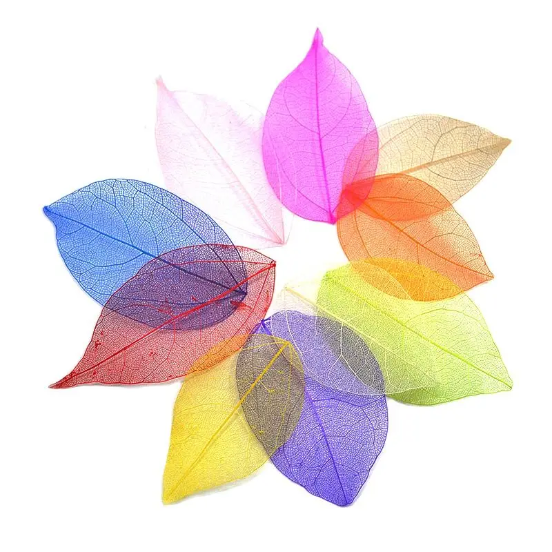 40 sztuk/worek wielokolorowy naturalny szkielet liści suche liście Scrapbooking DIY materiał naturalny liść magnolii żyły studenckiej zakładka