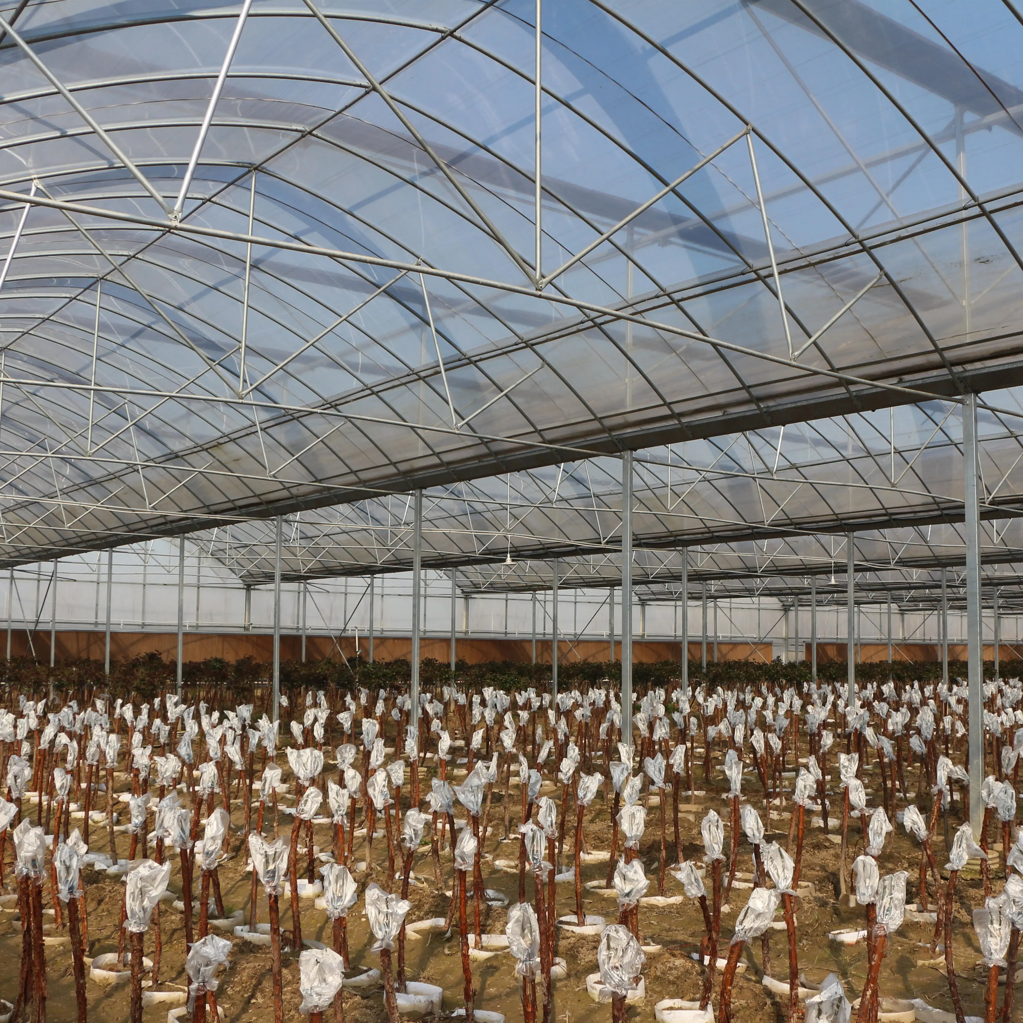 8m*40m Multi-span Plastic Film Greenhouse