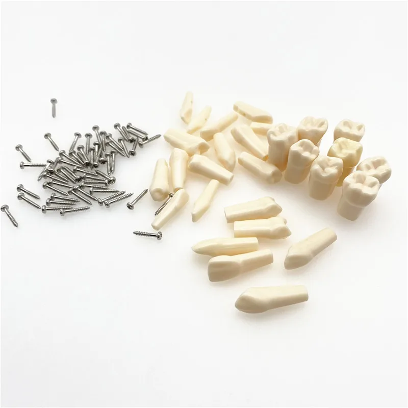Dental Resin Tooth Model Compatibly Nissin brand Teeth Teaching Model Replaceable teeth