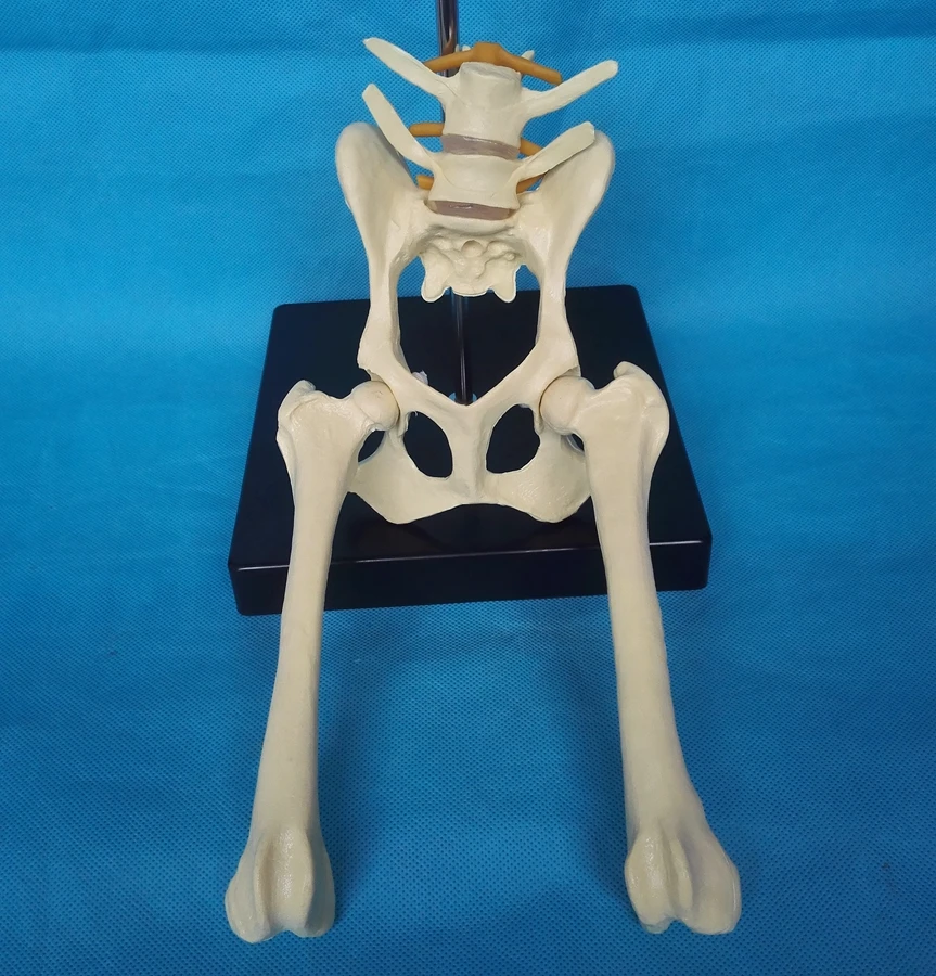 Modelo de articulación de cadera Lumbar para perros, modelo de anatomía Animal, aparatos veterinarios, médico, Pelvis de perro, modelo anatómico de cadera canina