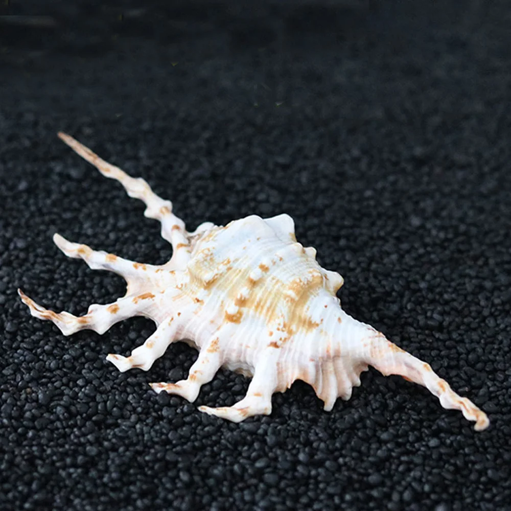 

2pcs 10-11cm natural Conch sea shell&natual Seven horns scorpion conch shell for fish tank decoration or gift