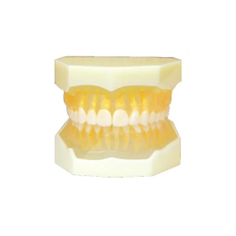 

1pc Removable Standard Model,28pcs,Hard Gum,teeth models Teeth Jaw Models for dental school teaching dentist teeth Models