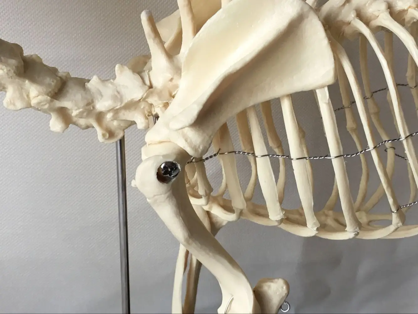 Anatomical Canine Skeleton  Pet Dog Veterinary Teaching Animal Model