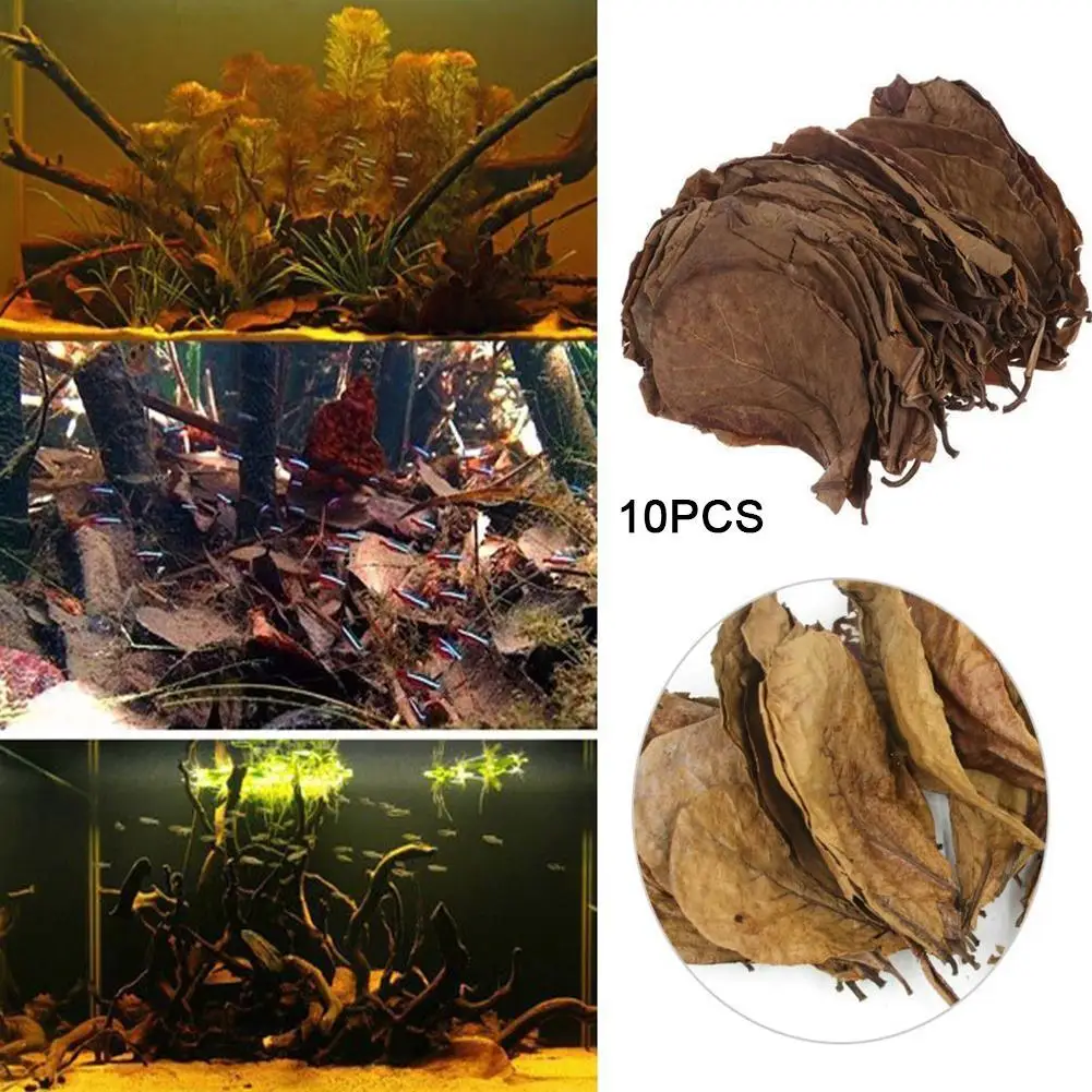 Almond Leaf Natural Terminalia Catappa Leaves Aquarium Decoration Fish Tank Cleaning Tools Water Treatment Aquarium Accessories