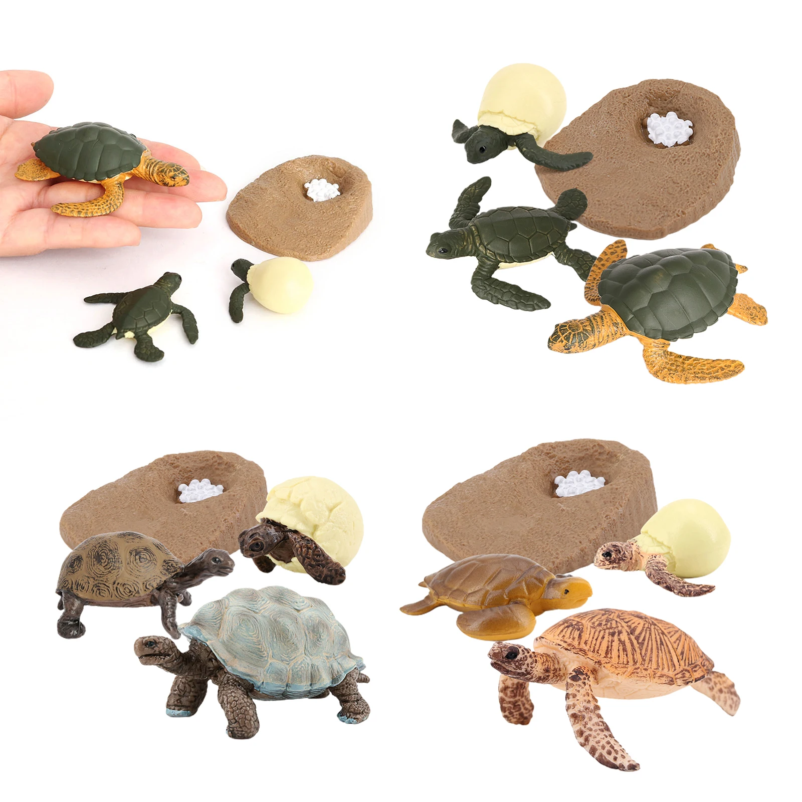 Sea Turtle Life Cycle Model 4 Stage of Growth Kids Education Cognitive Biology Toys