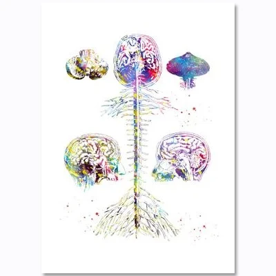 Colorful Human Heart Biology Organ Nordic Poster Clinic Viscera Wall Art Canvas Painting Wall Pictures For Living Room Unframed