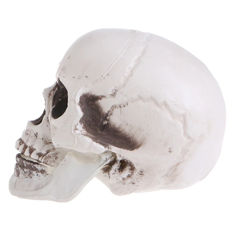 Plastic Human Mini Skull Decor Prop Skeleton Head Halloween Coffee Bars Ornament 19QA