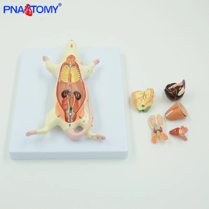 Rat Anatomy Model White Mouse Internal Organ Structure Anatomy Biology Teaching Experimental Animal Anatomical Husbandry Study