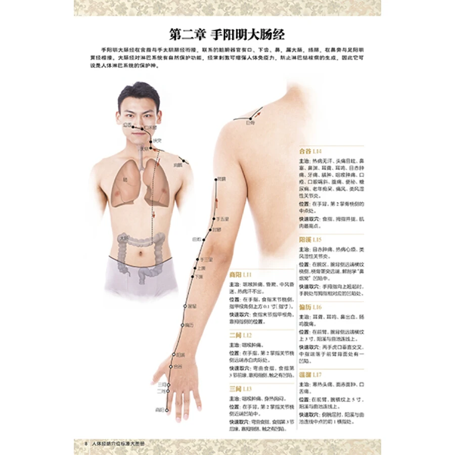 Imagem -03 - Atlas Padrão de Meridianos Humanos e Acupontos Ren ti Jing Lao Xue Wei Biao Zhun Shou ce