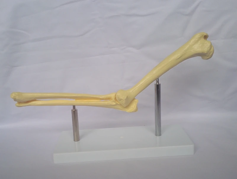 Anatomy Dog Elbow Joint Model Animal Veterinary Teaching Appliances