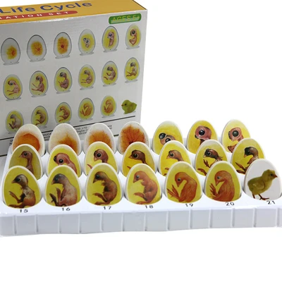 

Chicken embryo growth model egg hatching development process teaching