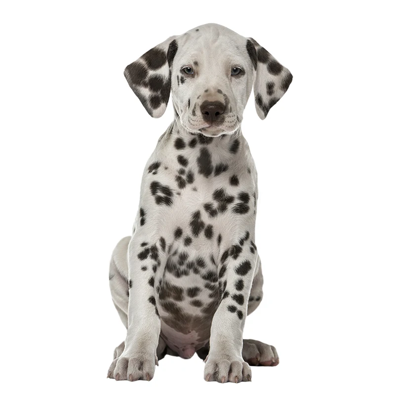 Three Ratels QC388 HD pixel cute Dalmatians Waterproof dog sticker Vinyl auto Wrap for car hood laptop home decoration decals