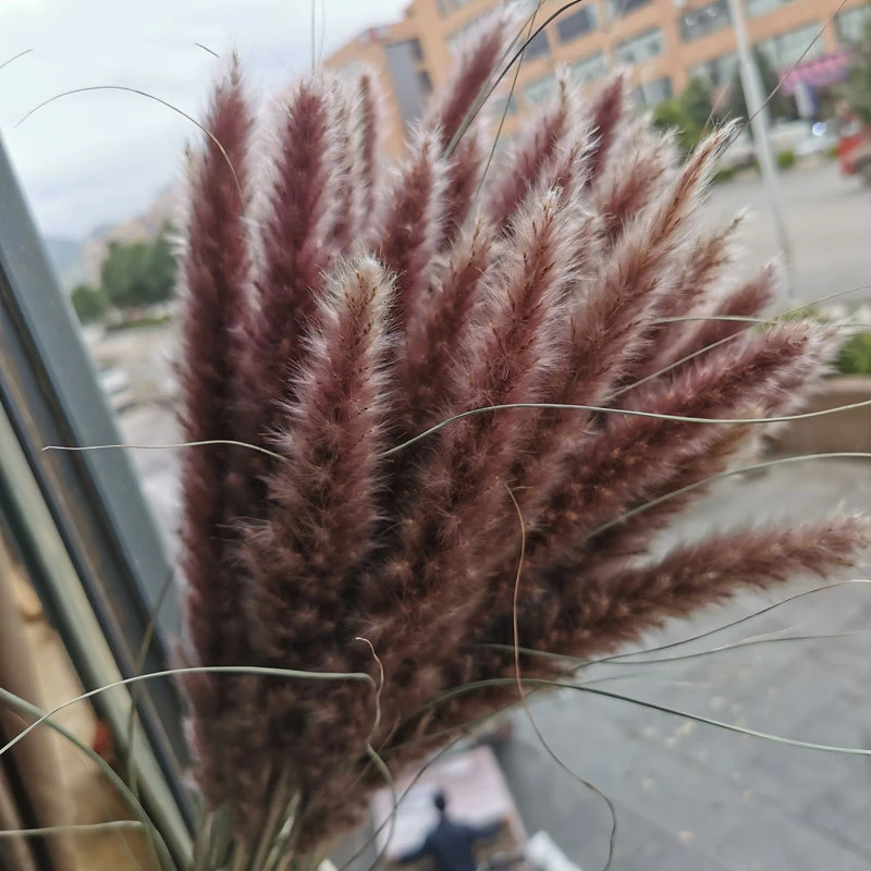 

15Pcs Para Decoracion Dried Small Pampas Grass Flowers Pantas Artificiales Real Plants Home Decor Wedding Decoration Flores