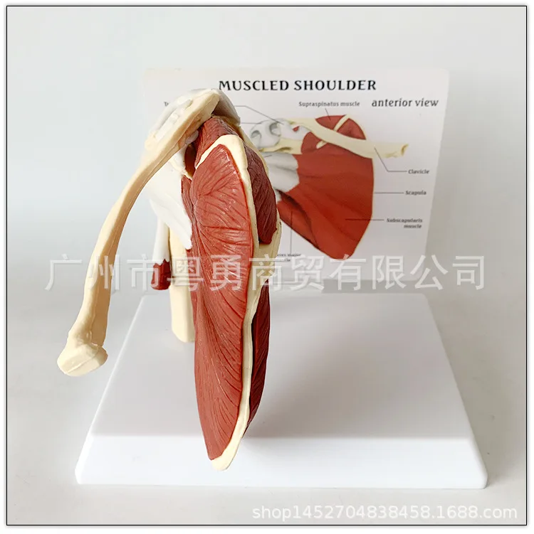 Human Skeleton Shoulder Scapula Clavicle Muscle Model Joint Functional Ligament Medical Teaching Aid