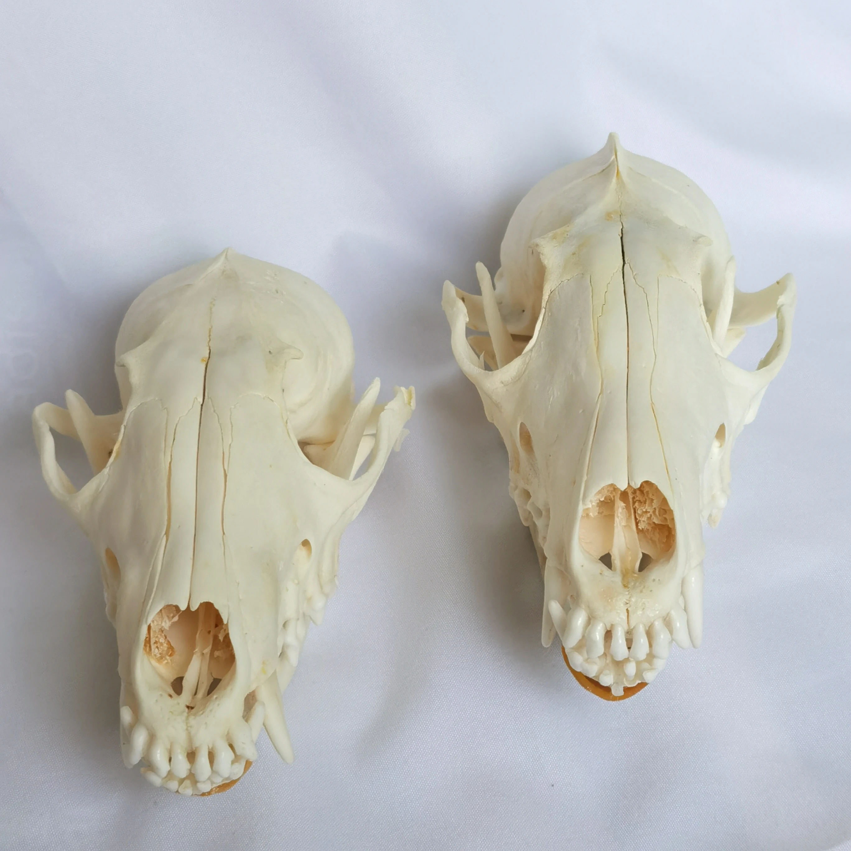 1 Pcs/2 Pcs Real Fox skulls Academic study Surprise gift, Real animal skulls(Snow Fox)