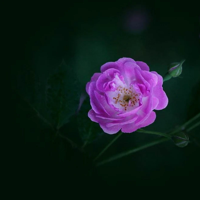 와일드 로즈 꽃 Veiner 실리콘 몰드 DIY Fondant 케이크 금형 금형 Gumpaste 베이킹기구, Surgarcraft 커터 CS402