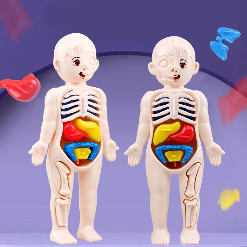 3D Human Body Torso Model Educational Learning DIY Assemble Puzzle Toy Children Kids Montessori Body Organ Medical Teaching Tool