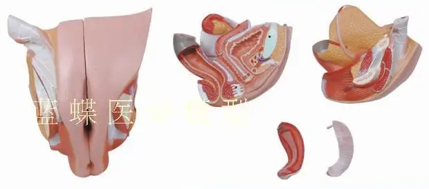 4 Parts Human Female Internal External Reproductive Pelvic Cavity Perineum Uterus Structure Anatomical Model