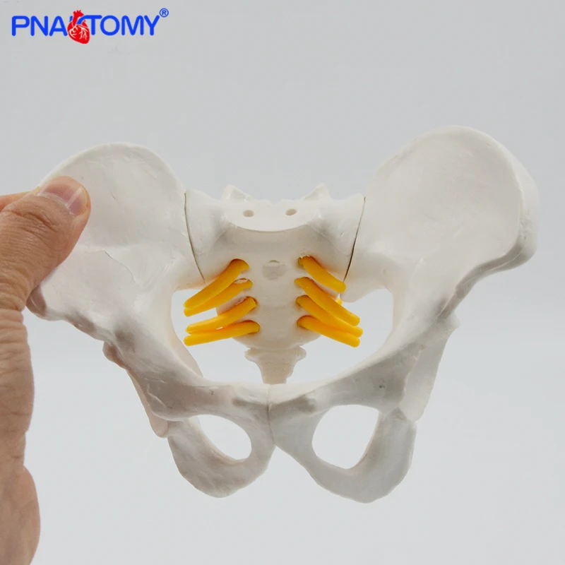 Mini Human Pelvis Bone Anatomical Model Skeleton Anatomy Model Pelvic Models Teaching Resources Educational Model Props