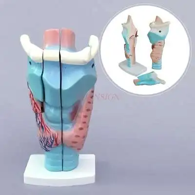 Anatomical model of larynx larynx laryngeal structure enlargement mold throat otorhinolaryngology medical teaching stereo