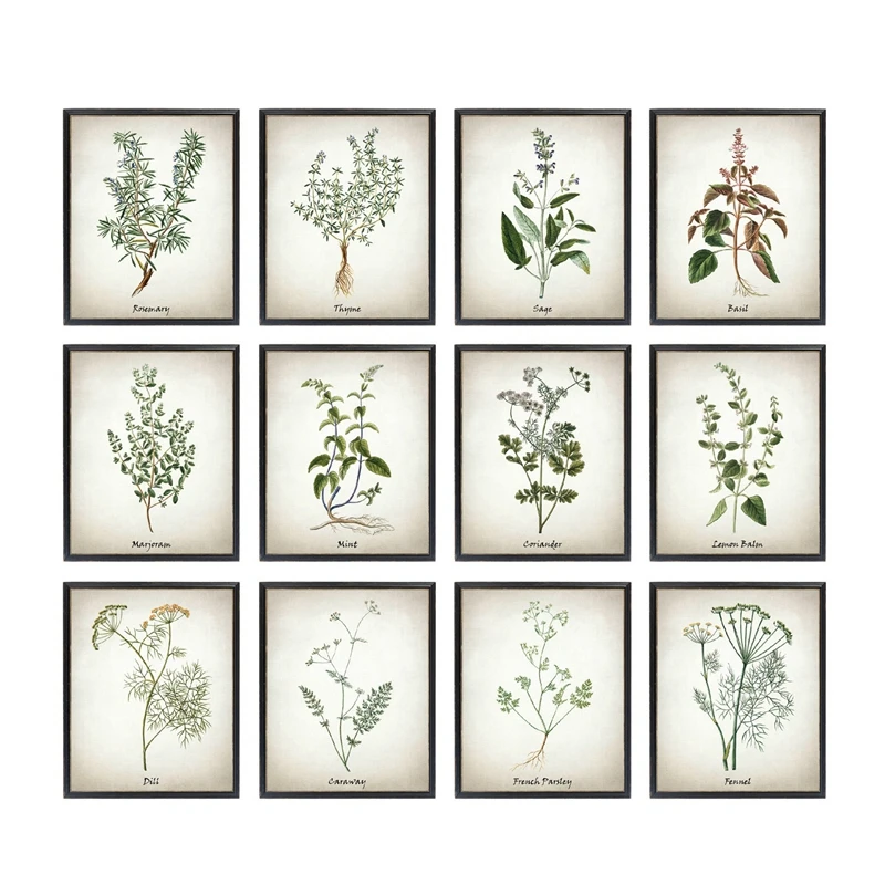 Herb Canvas Art Painting Vintage Herbal Illustrations Posters and Prints Culinary Herbs Botanical Kitchen Wall Art Picture Decor